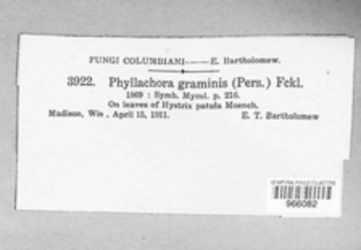 Phyllachora graminis image